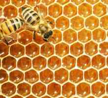 Пчелите: описание и описание