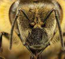 Пчели: пчелни породи, описание, характеристики, пчеларски продукти