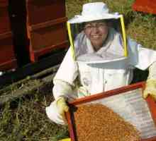 Пчели: грижи за пчелите през зимата. Технология на грижите за пчелите през зимата и пролетта