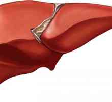 Човешки черен дроб: местоположение, функция и структура