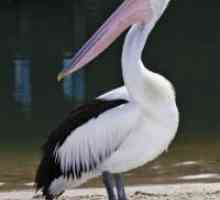 Пеликан, птица: описание и характеристики. Розови, черни и бели и къдрави пеликани