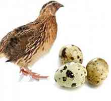 Пъдпъдък яйца на празен стомах: полза и вреда