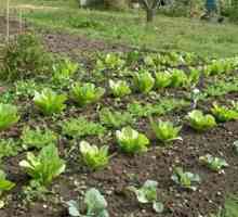Растителният период и неговото значение за отглеждането на зеленчуци