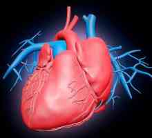 Периоди и фази на сърдечния цикъл: таблица. Какво се случва във всяка фаза на сърдечния цикъл