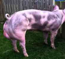 Pietren - порода свине: характеристики, описание, снимка