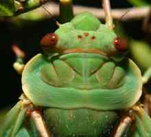 Song Cicadas: описание на насекомите, местообитания, хранене, жизнен цикъл