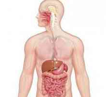 Храносмилателната система на органите: функции и структура