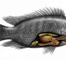 Храносмилателната система на рибата и нейната структура