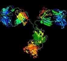 Хранителните протеини, които влизат в човешка кръв са: антигени, антитела, ензими?