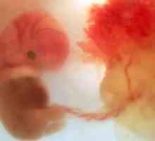 Плацентата е основният орган за майката и бебето!