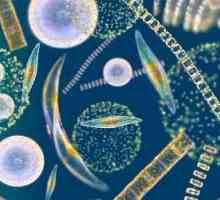Планктонът е нещо светло, плаващо свободно във водата?
