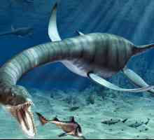 Плаващи динозаври: вид, описание, произход