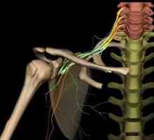 Брахиален плекс: човешка анатомия