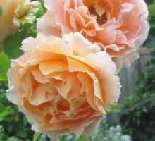 Почистване роза Полка: снимка, описание, засаждане и грижи