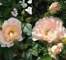 Scrofula Rose `Rococo`: описание на сорта, снимка, рецензии