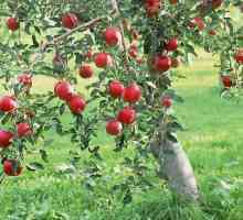 Ябълкови плодове - най-често срещаните плодове