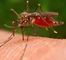 Защо са ухапвания от комари и как да се отървете от тях?