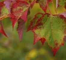 Защо дърветата падат листата през есента? Причини за есенно падане