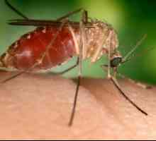 Защо ухапвания от комари са сърбеж?
