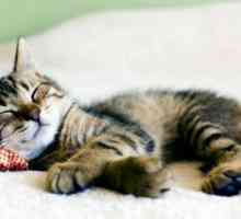 Защо котките спят много? Защо една котка яде лошо и спи много?
