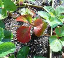 Защо румени листата на ягоди? Причини и лечение