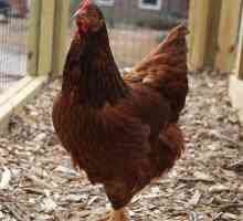 Защо пилето не се носи? Условия на поддържане, хранене и методи за подобряване на полагането на…