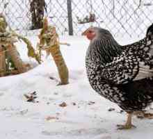 Защо пилетата не бързат през зимата: какво да правя?