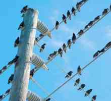 Защо не издуха птиците по жиците: биологията и физиката в действие