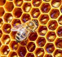 Защо една пчела умира след хапване и какви са последствията за нея?