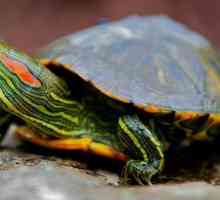 Защо костенурките с усойница на червено кълват: причините и грижите за животните