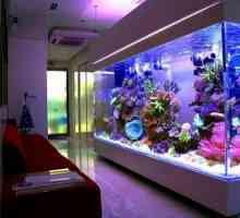 Защо рибите умират в аквариум? Аквариум за начинаещи