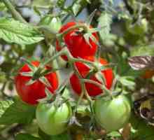 Защо листата са усукани в домати: основните причини