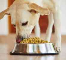Защо кучето не яде суха храна и как да я научи?
