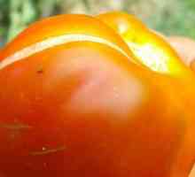 Защо доматите се разбиват в оранжерията и на открито?