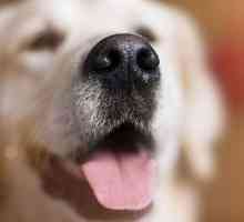 Защо кучетата имат влажен нос и какво казват?