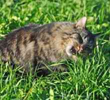 Защо котката ви яде трева?
