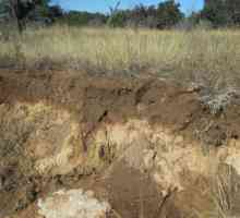 Почвени хоризонти - слоеве от почви, възникващи в процеса на образуване на почвата