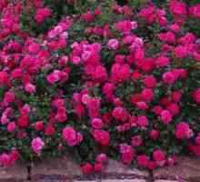 Рози на земното покритие (засаждане и грижи)