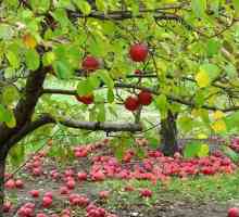 Подготовка на ябълковите дървета за зимата: отидете, слана, скъпа, и не докосвайте нашите ябълки