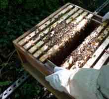 Добавяне на пчели за зимата със захарен сироп. Време и сума на най-горната превръзка