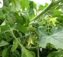 Топ превръзка на домати в оранжерията: препоръки