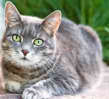 Подкожно акне при котки: лечение в дома и превенция