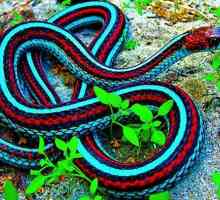 Змия за жартиера: описание, съдържание, интересни факти