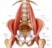 Илиопосът мускул: това, което е изпълнено със своята хипертония?