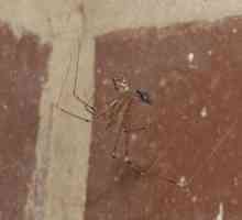 Семейство на погребалните паяци Segestriidae