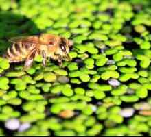 Пластмасова купа за пчели - да се научиш и да се овладееш