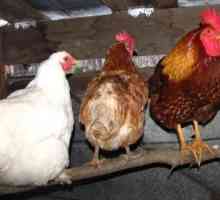 Пилета за кокошки от собствените им ръце: просто решение
