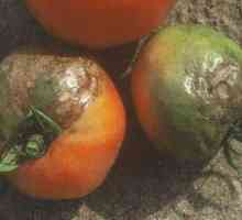 Появата на фитофтора върху домати: начини за борба