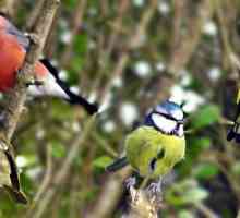 Пеещи птици: имена и снимки