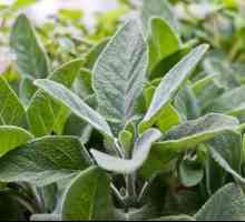 Полезни свойства и приложение на градински чай